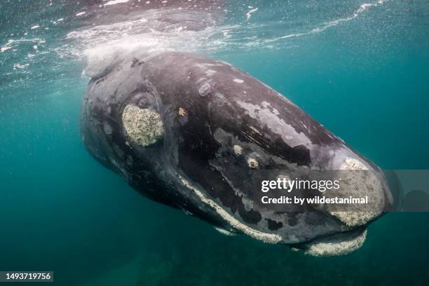 southern right whale looking at the camera. - photos of humpback whales stock pictures, royalty-free photos & images