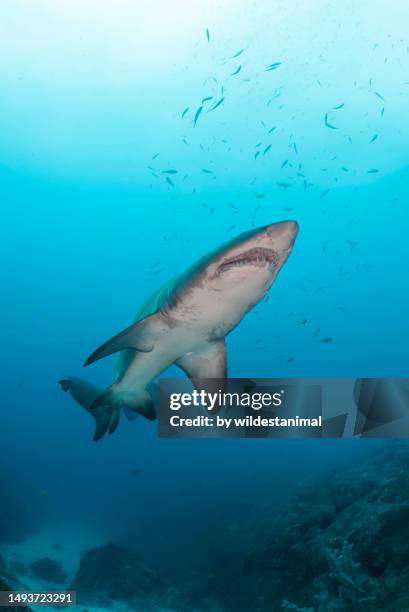 grey nurse shark swimming, fish rock cave, nsw, australia. - requin tigre des sables photos et images de collection