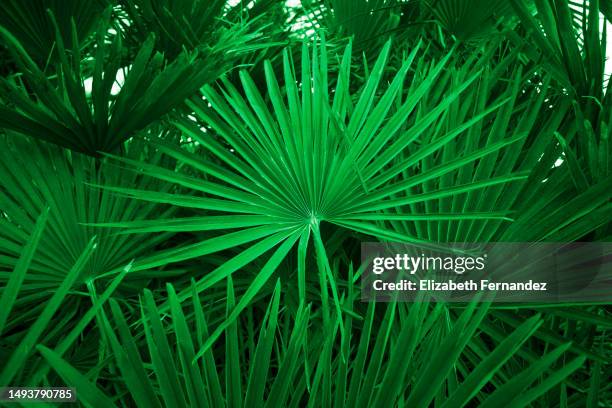 saw palmetto palm (serenoa repens) - palmeto imagens e fotografias de stock