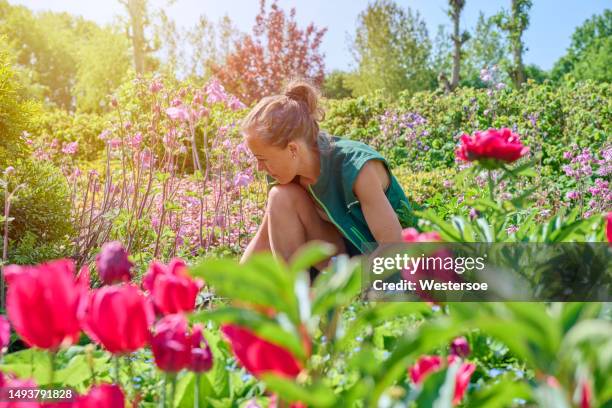 sitting in flowerbed weeding - summer denmark stock pictures, royalty-free photos & images