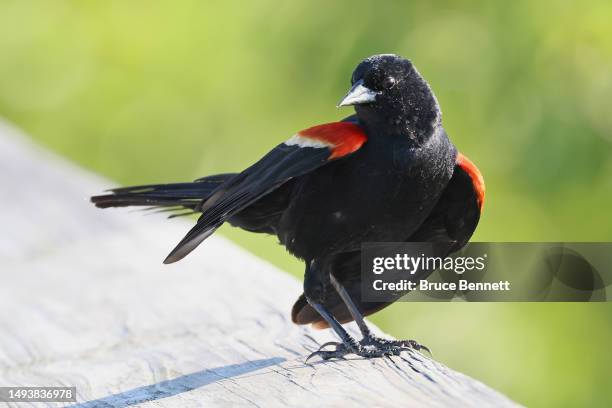 Red-winged Blackbird populates the Wakodahatchee Wetlands on May 21, 2023 in Delray Beach, Florida, United States. Florida offers a welcome habitat...