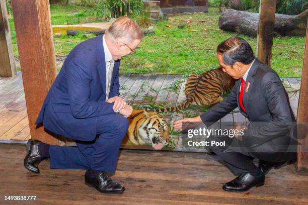 Australian Prime Minister Anthony Albanese and Indonesian President Joko Widodo tour the Sumatran tiger exhibit during a visit to Taronga Zoo on July...