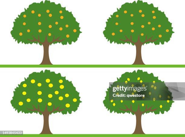 fruit tree 1 - orange tree stock illustrations