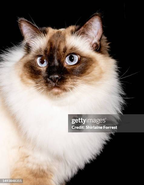 Kalani, a seal point Ragdoll cat, is seen in a studio portrait during the Durham County GCCF Championship Show at Temple Park on May 27, 2023 in...