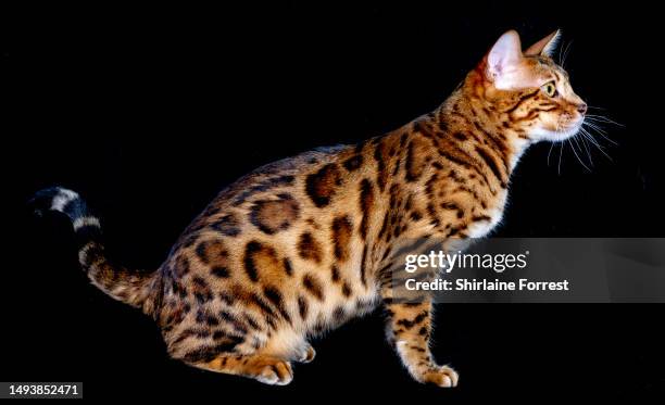 Torus, a Bengal cat, is seen in a studio portrait during the Durham County GCCF Championship Show at Temple Park on May 27, 2023 in South Shields,...