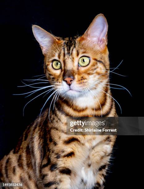 Torus, a Bengal cat, is seen in a studio portrait during the Durham County GCCF Championship Show at Temple Park on May 27, 2023 in South Shields,...