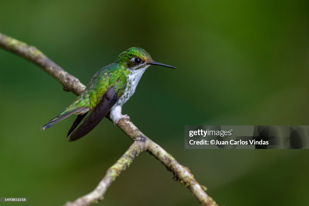 White-booted Racket-tail
