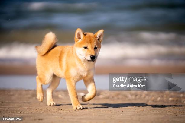 shiba inu dog walking on the beach - shiba inu fotografías e imágenes de stock