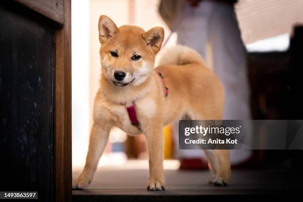 shiba inu dog puppy - cute shiba inu puppies stock pictures, royalty-free photos & images
