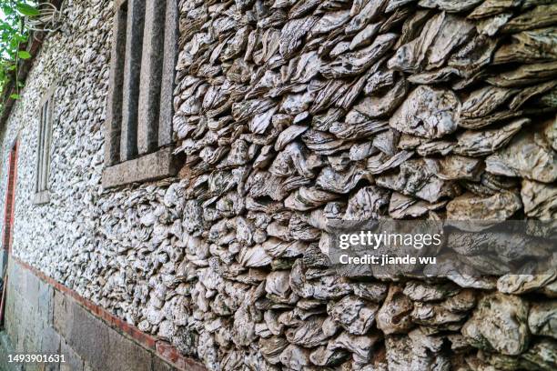 Windowpane Oyster Photos and Premium High Res Pictures - Getty Images