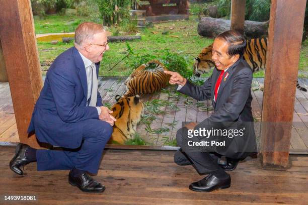 Australian Prime Minister Anthony Albanese and Indonesian President Joko Widodo tour the Sumatran tiger exhibit during a visit to Taronga Zoo on July...