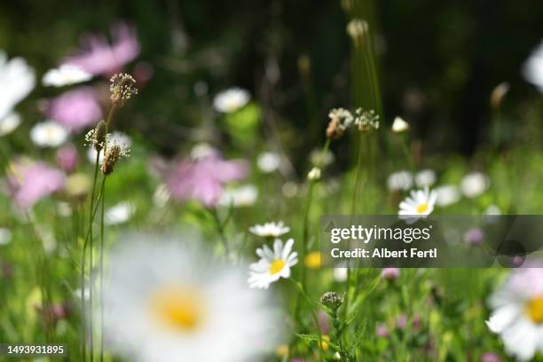 springtime meadow - plantago lanceolata stock pictures, royalty-free photos & images