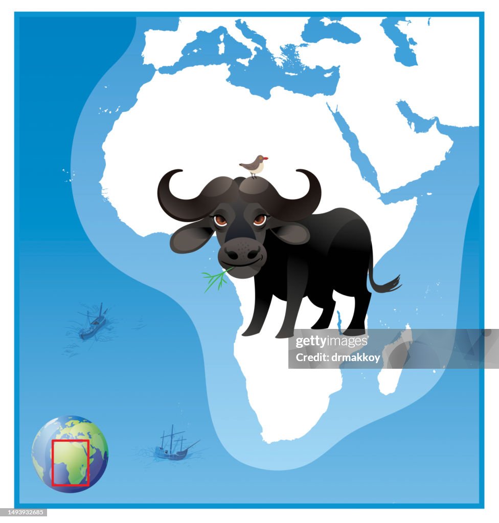 Búfalo africano, búfalo del Cabo