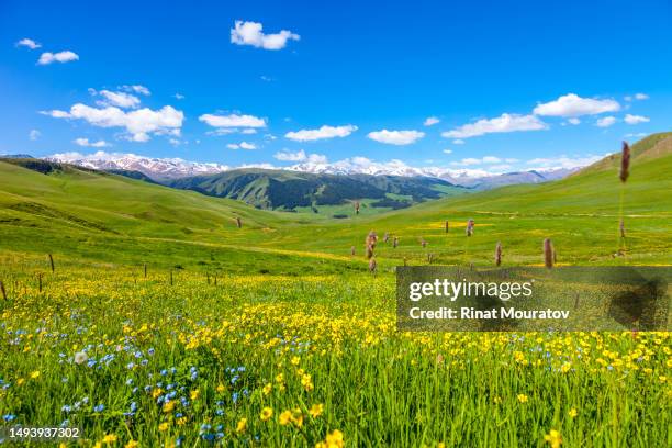 nature scenery of mountains in almaty region, kazakhstan - asia central fotografías e imágenes de stock