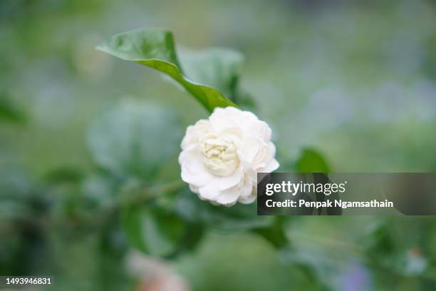 white flowerjasmine blooming in garden - jasmine garden stock pictures, royalty-free photos & images