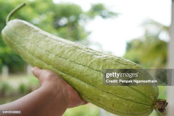 luffa acutangular, cucurbitaceae green vegetable fresh on hand woman - loofah stock pictures, royalty-free photos & images