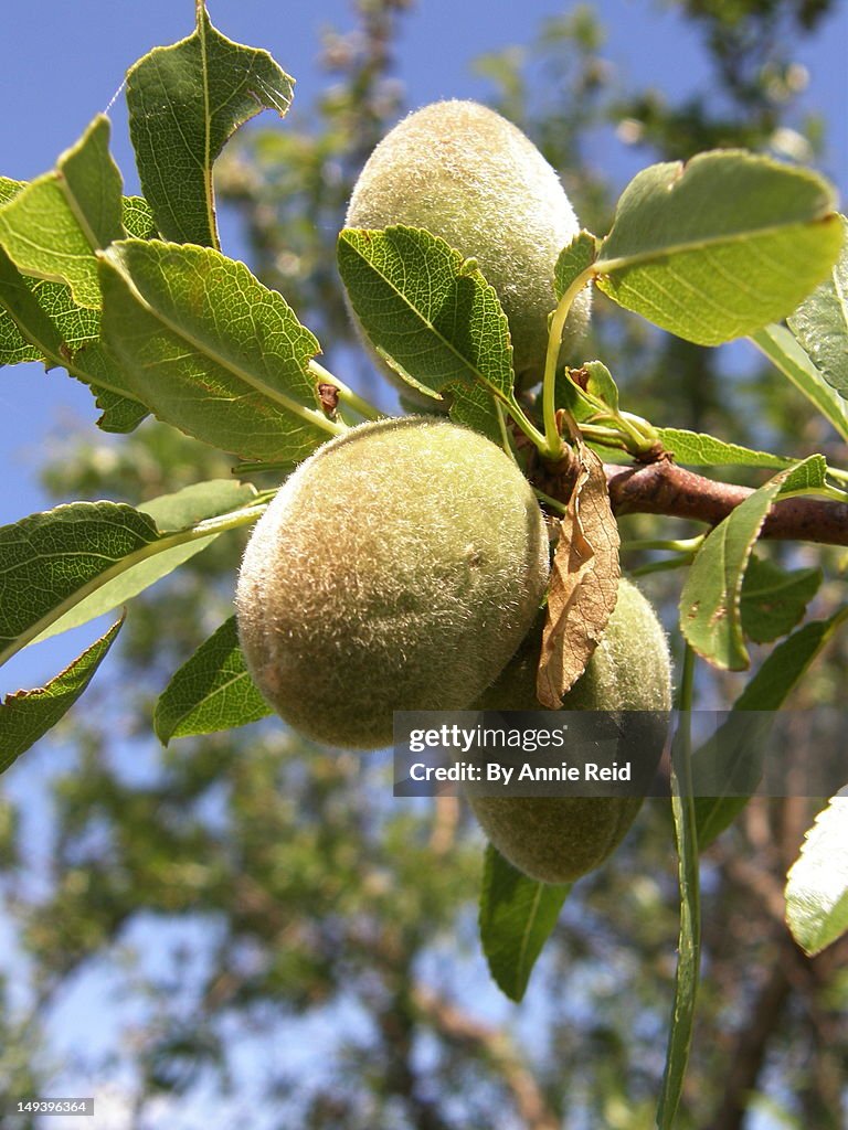 Almonds growing