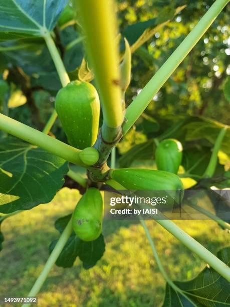 young figs growing on the fig tree, close-up - fig stock pictures, royalty-free photos & images