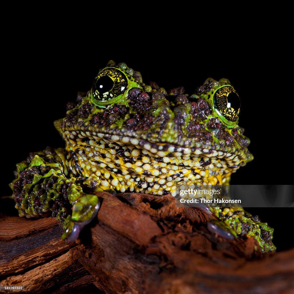 Theloderma corticale