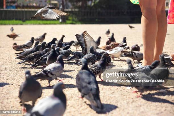 legs of a woman surrounded by pigeons that come to eat - animaux nuisibles photos et images de collection