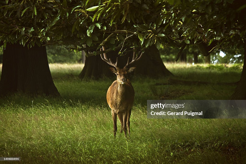 Deer in park