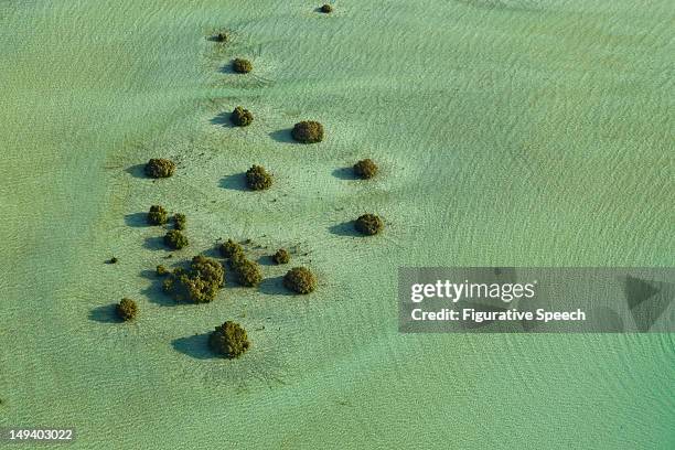 abu dhabi shallow seas - abu dhabi mangroves stock pictures, royalty-free photos & images