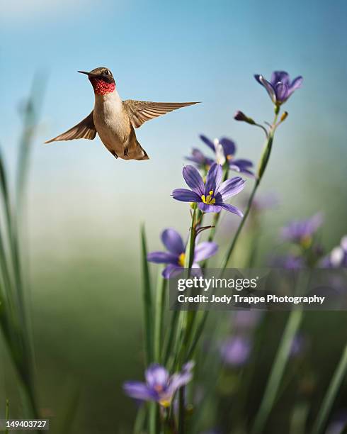 red throat - wayne stock pictures, royalty-free photos & images