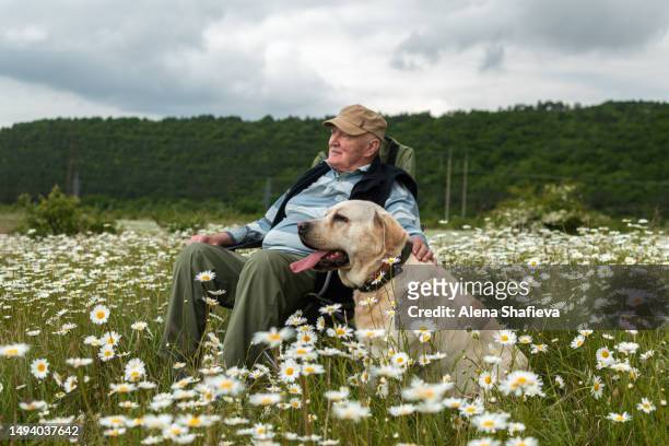 the senior is resting in nature with his dog labrador. retirement walk. the concept of mental health. - older people walking a dog stock pictures, royalty-free photos & images
