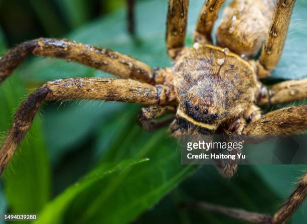 huntsman spider (heteropoda venatoria) - huntsman spider stock pictures, royalty-free photos & images