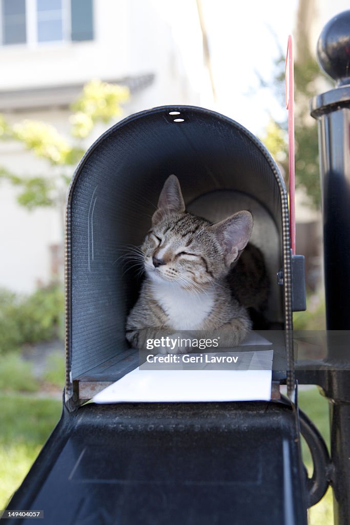 Kitten in mailbox