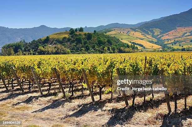 las niñas vineyard - colchagua valley(chile) - no película chilena de 2012 fotografías e imágenes de stock