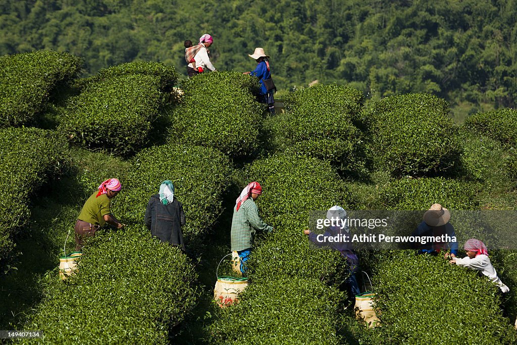 Tea field in Chiang Rai, Thailand