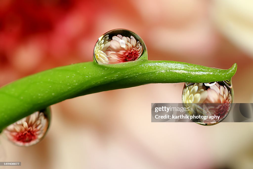 Refraction of flowers