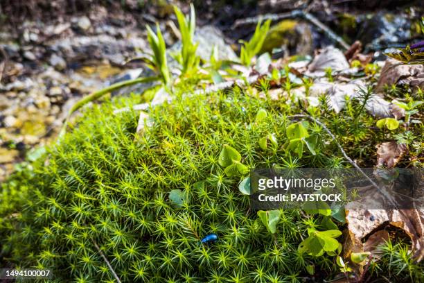 beetle walking on juniper haircap moss - small juniper stock pictures, royalty-free photos & images
