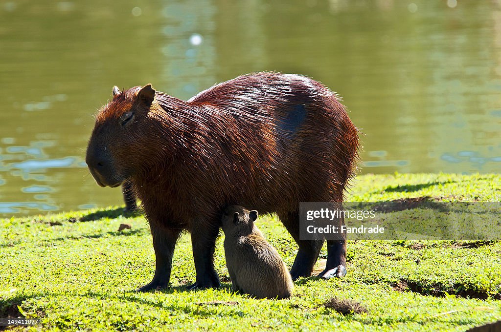 Capivara (Hydrochoerus hydrochaeris)