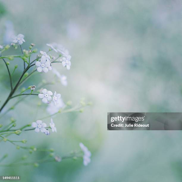 207 Julie Rideout Stock Photos, High-Res Pictures, and Images - Getty ...