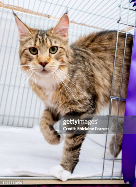 Willow, a red tabby Main Coon cat relaxes with their owner during the Durham County GCCF Championship Show at Temple Park on May 27, 2023 in South...