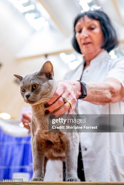 Doddington Magnum Blue Windsor, a Burmese cat is judged during the final of Durham County GCCF Championship Show at Temple Park on May 27, 2023 in...