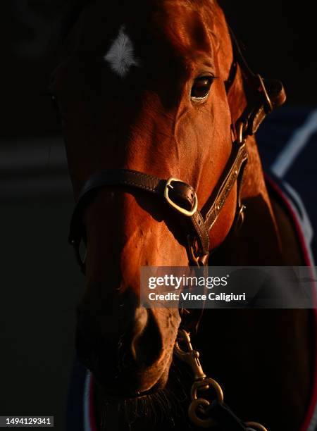 Coolangatta is seen after a straight course jump out session at Flemington Racecourse on May 29, 2023 in Melbourne, Australia.
