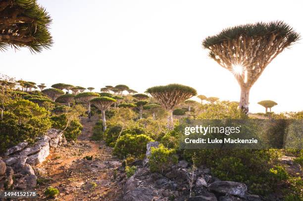 first light in the dragon blood tree forest - dragon blood tree stock pictures, royalty-free photos & images