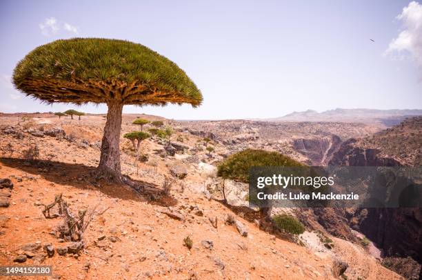diksam plateau, socotra - dragon blood tree stock pictures, royalty-free photos & images