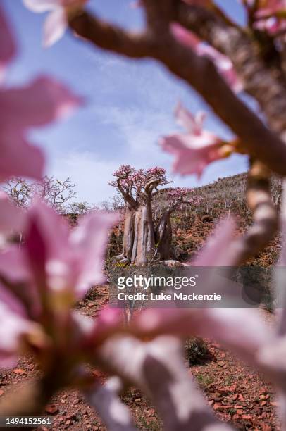 the socotra desert rose tree - desert rose socotra stock pictures, royalty-free photos & images