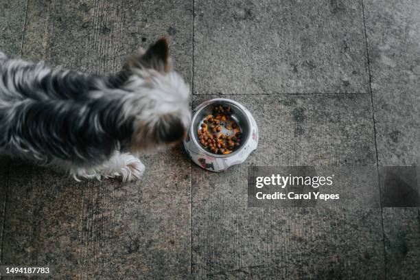 dog in front of  bowl - toy dog fotografías e imágenes de stock