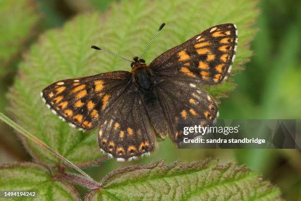 a rare duke of burgundy butterfly, hamearis lucina, perching on a leaf. - hamearis lucina stock pictures, royalty-free photos & images