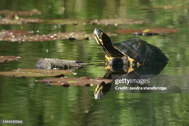 a pretty yellow-bellied slider (trachemys scripta scripta) or water turtle standing on a log in the water. its reflection showing in the water. - terrapin stock pictures, royalty-free photos & images