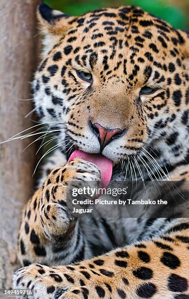 young jaguar - jaguar animal stock pictures, royalty-free photos & images