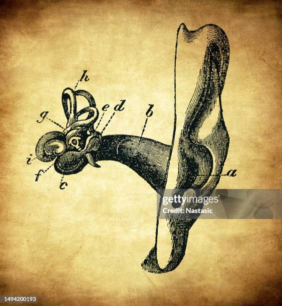 Human Ear Patterns 325 Human Ear Diagram Stock Photos, High-Res Pictures, and Images ...
