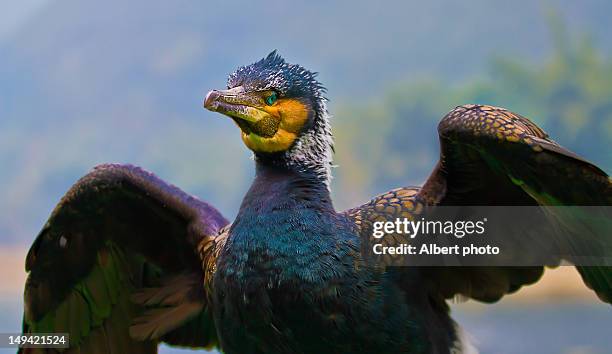 great cormorant, phalacrocorax carbo - phalacrocorax carbo stock pictures, royalty-free photos & images