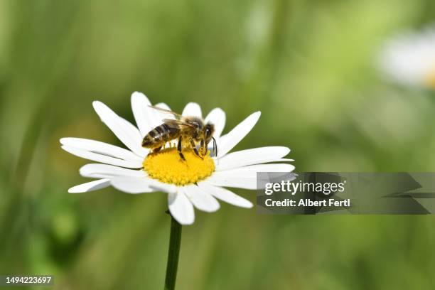 daisy with a bee - margarita común fotografías e imágenes de stock