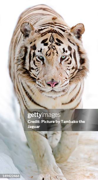 white tiger - white tiger stock pictures, royalty-free photos & images